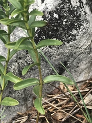 Veronica fruticulosa