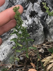 Veronica fruticulosa