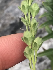 Veronica fruticulosa