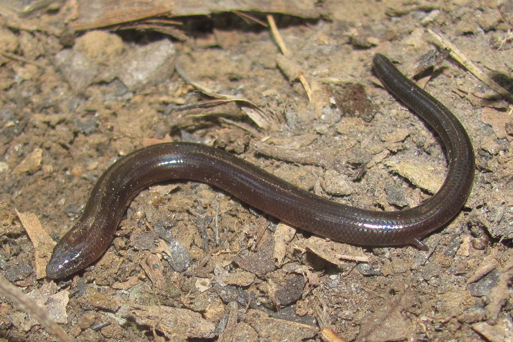 Pretty Short-Legged Skink