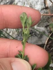 Veronica fruticulosa