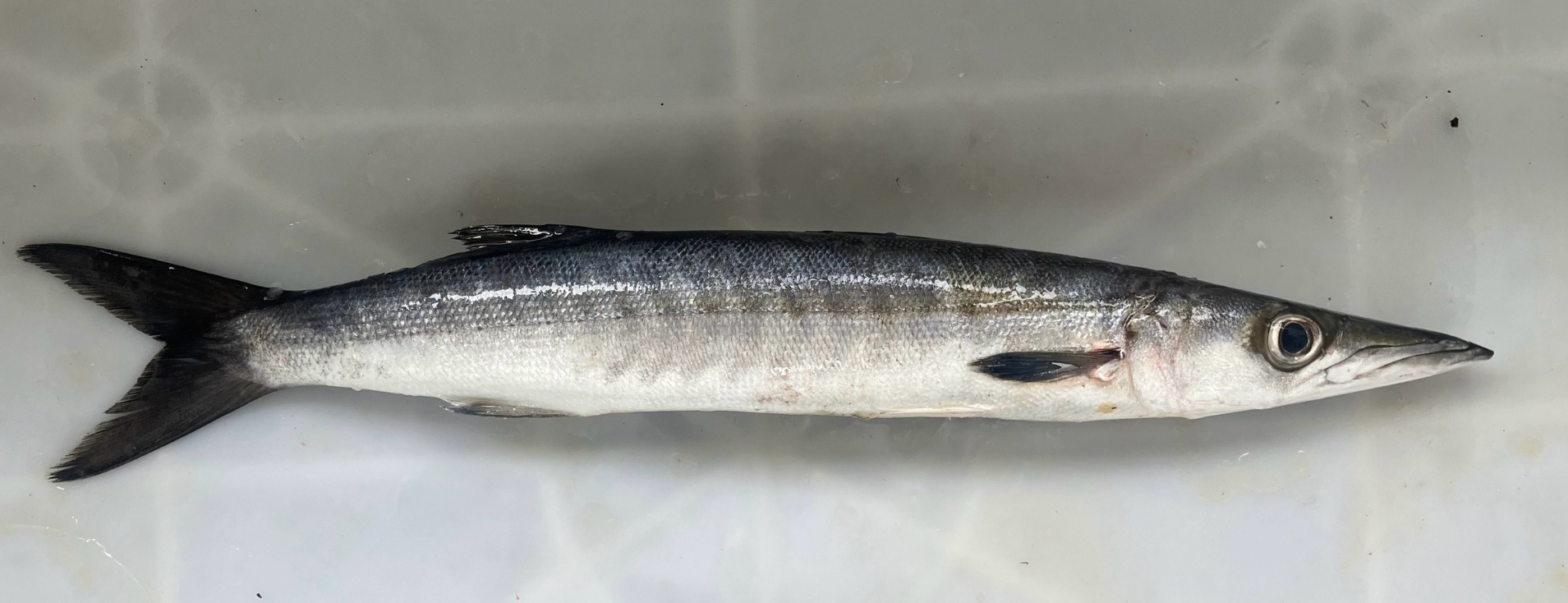 Guachanche Barracuda photo 6