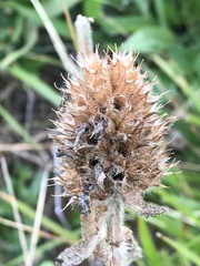 Betonica hirsuta