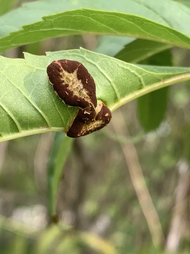 yellow trumpetbush gall rust