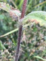 Betonica hirsuta