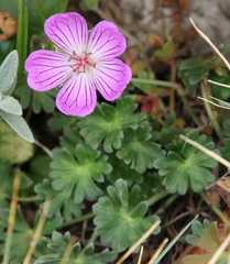 Geranium austroapenninum