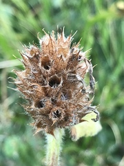 Betonica hirsuta