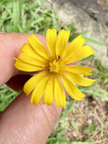 Potato Dandelion (Krigia dandelion)