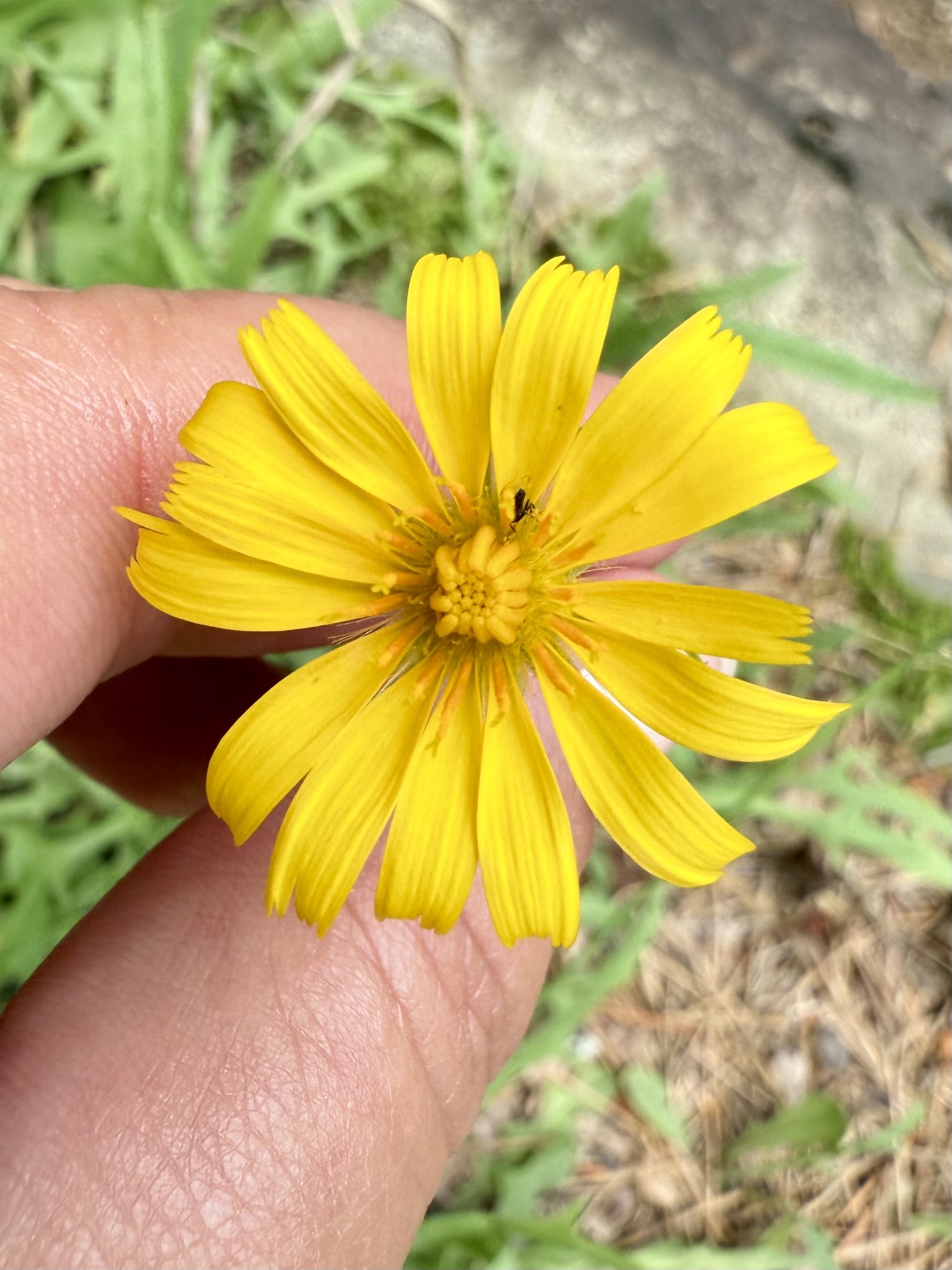 Potato Dandelion (Krigia dandelion)