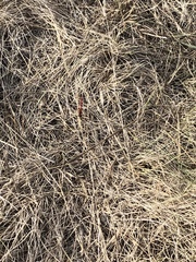 Sympetrum sanguineum