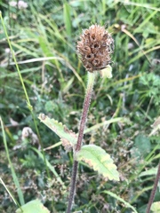 Betonica hirsuta