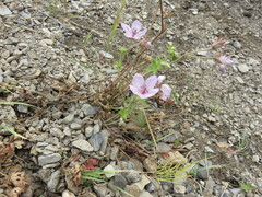 Geranium viscosissimum