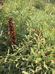 Orobanche laserpitii-sileris