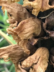 Orobanche laserpitii-sileris