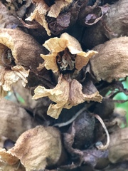 Orobanche laserpitii-sileris