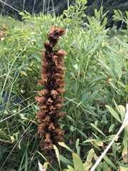 Orobanche laserpitii-sileris