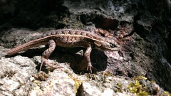 Sceloporus scalaris