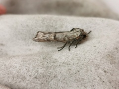 Lithomoia germana