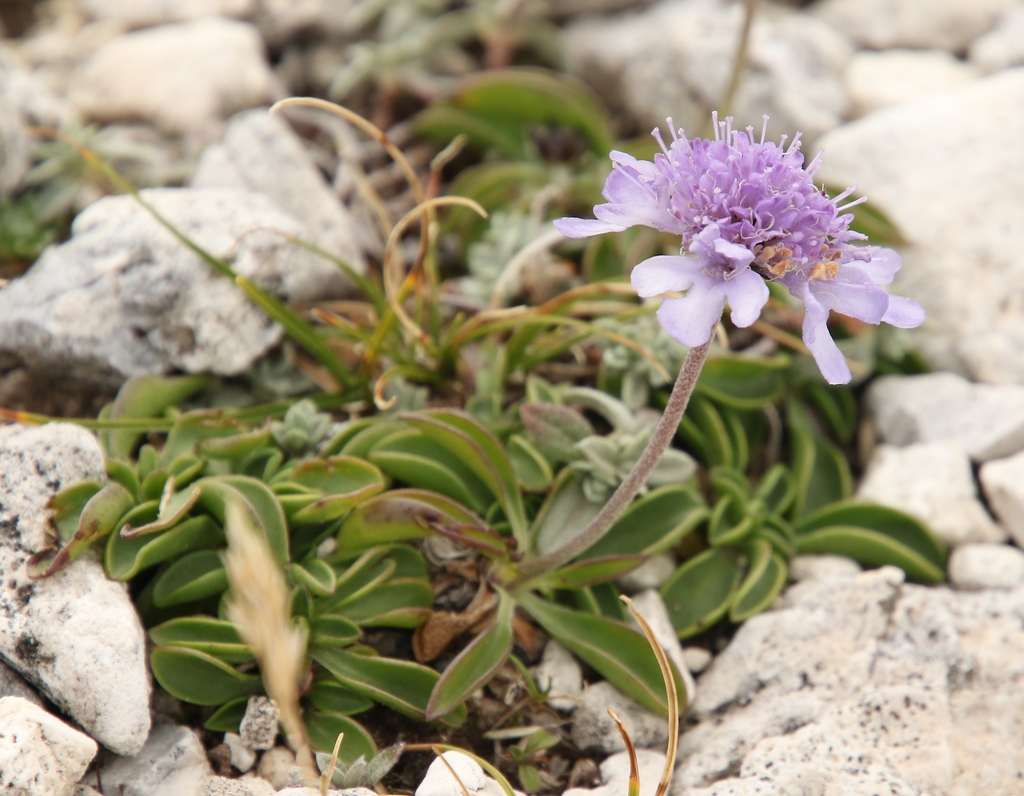 Scabiosa silenifolia