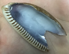 Macrocypraea cervinetta