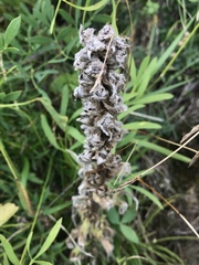 Campanula thyrsoides