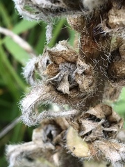 Campanula thyrsoides