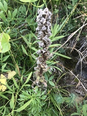 Campanula thyrsoides