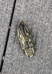 Chalcophora japonica