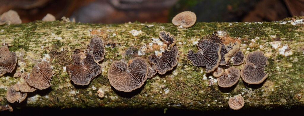 Deconica vorax · May 2025 · photo: © davidwhyte (iNaturalist, cc-by-sa)