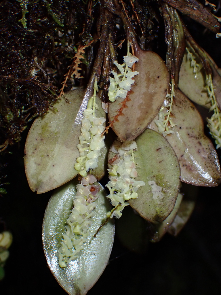 Stelis morganii