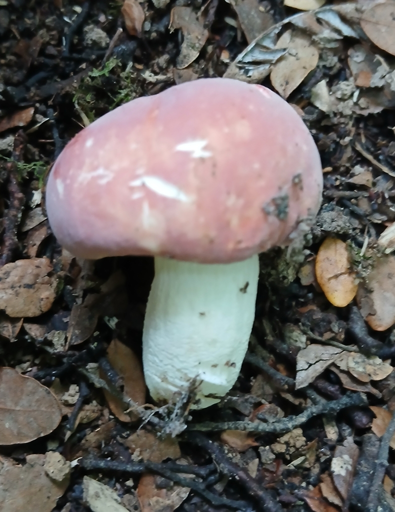 Russula kermesina · May 2025 · photo: © claire_grace83 (iNaturalist, cc-by)