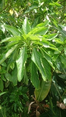 Claoxylon brachyandrum