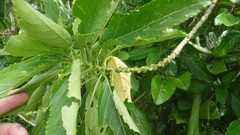 Claoxylon brachyandrum