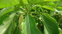 Claoxylon brachyandrum