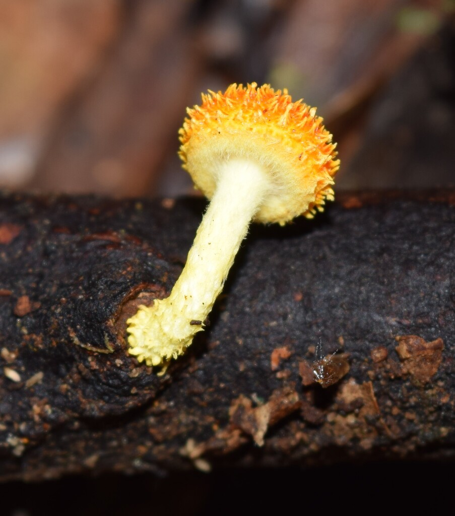 Cyptotrama asprata · May 2025 · photo: © davidwhyte (iNaturalist, cc-by-sa)