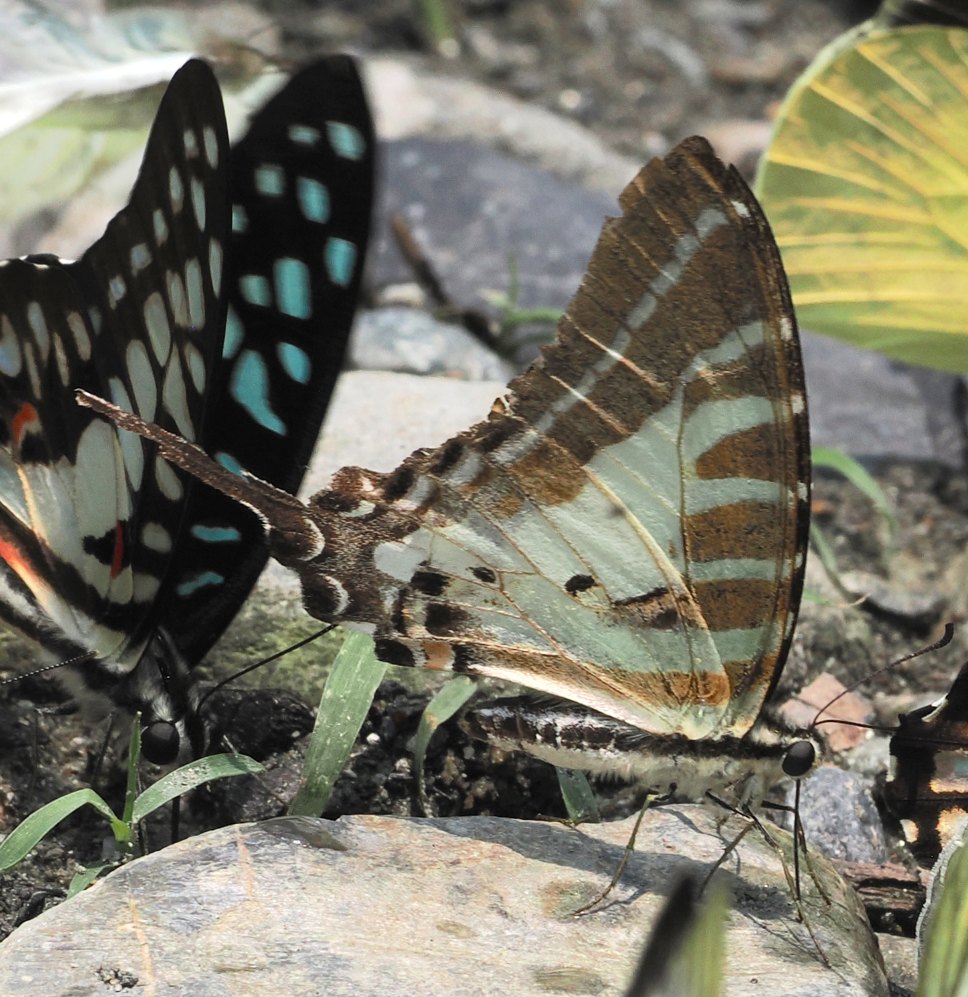 Chain Swordtail