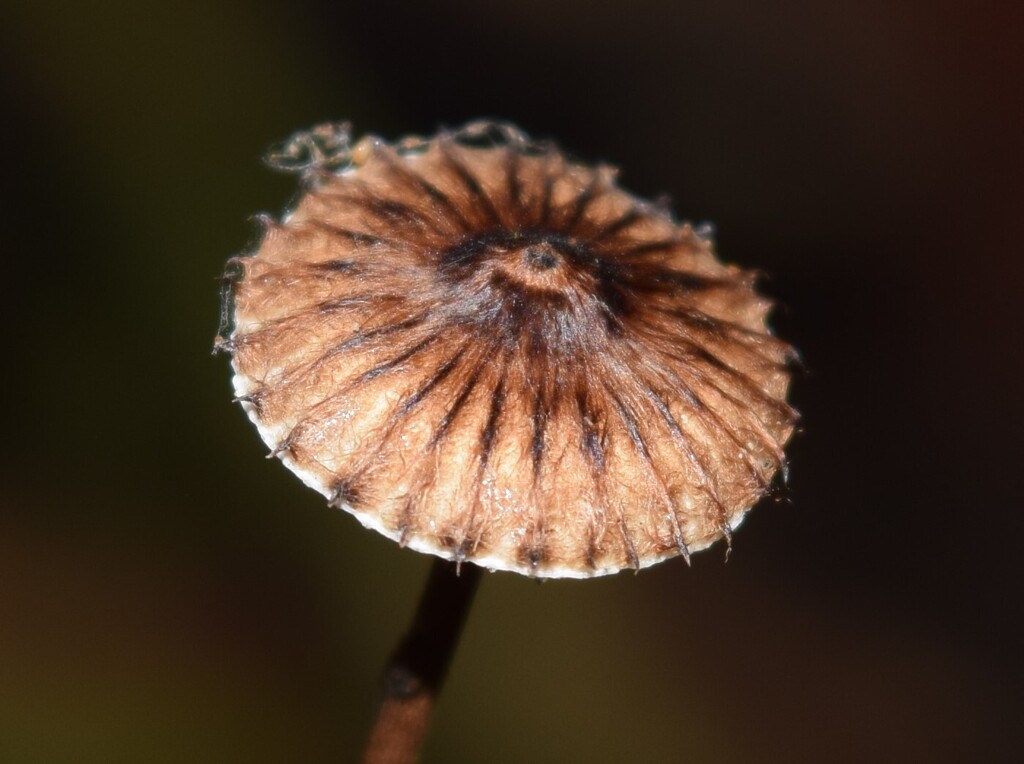 Crinipellis procera · May 2025 · photo: © davidwhyte (iNaturalist, cc-by-sa)