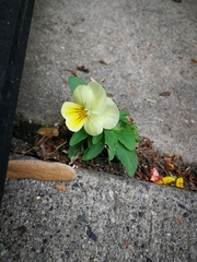 Viola