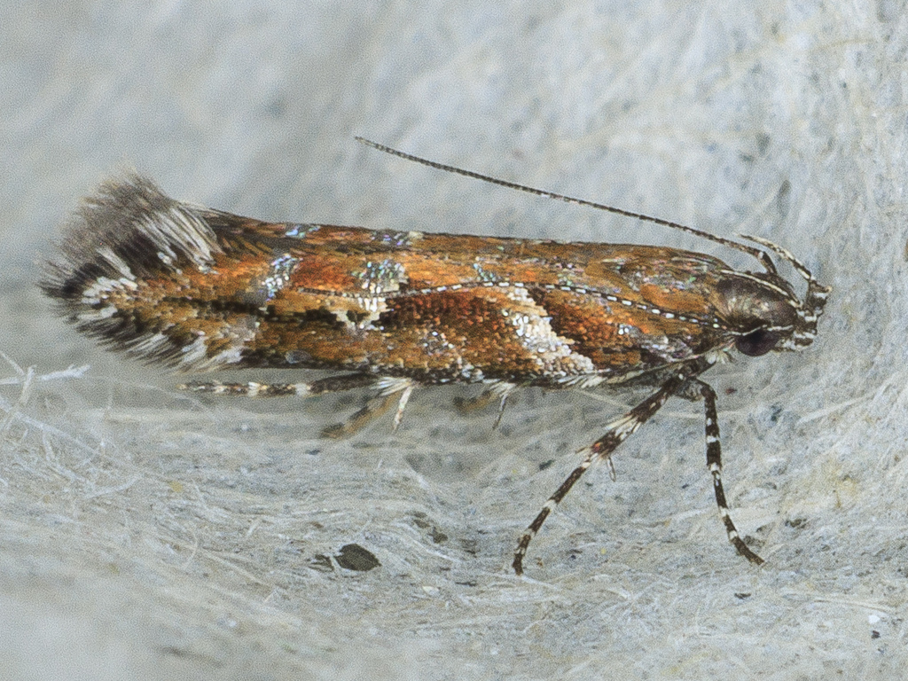 Aristotelia eldorada