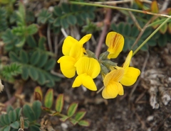 Coronilla vaginalis