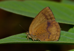 Arhopala fulla