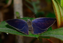 Arhopala fulla