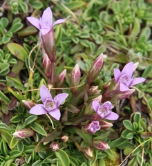 Gentianella columnae