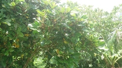 Aglaia rimosa