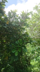 Aglaia rimosa