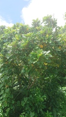 Aglaia rimosa
