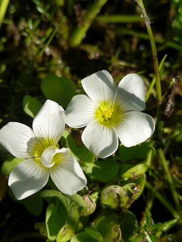 Image of Oxalis natans by (c) Jacques van der Merwe, some rights reserved (CC BY-SA)