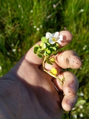 Oxalis natans