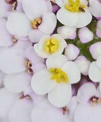 Iberis gibraltarica, photograph (c) froggymum, some rights reserved (CC BY)