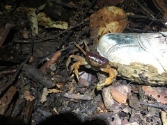 Terrathelphusa secula